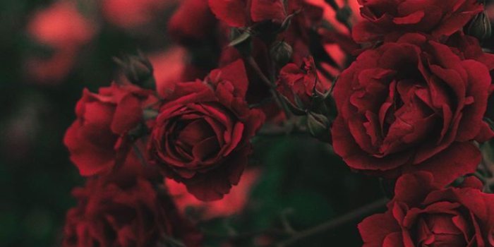 736x1308 Iphone Wallpaper Aesthetic - Red wallpaper....#wallpaperideas