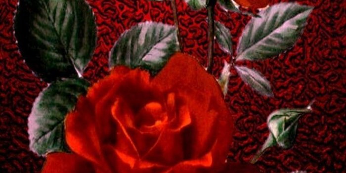 737x1311 Red Aesthetic Iphone Wallpaper Hd - wallpaper iphone