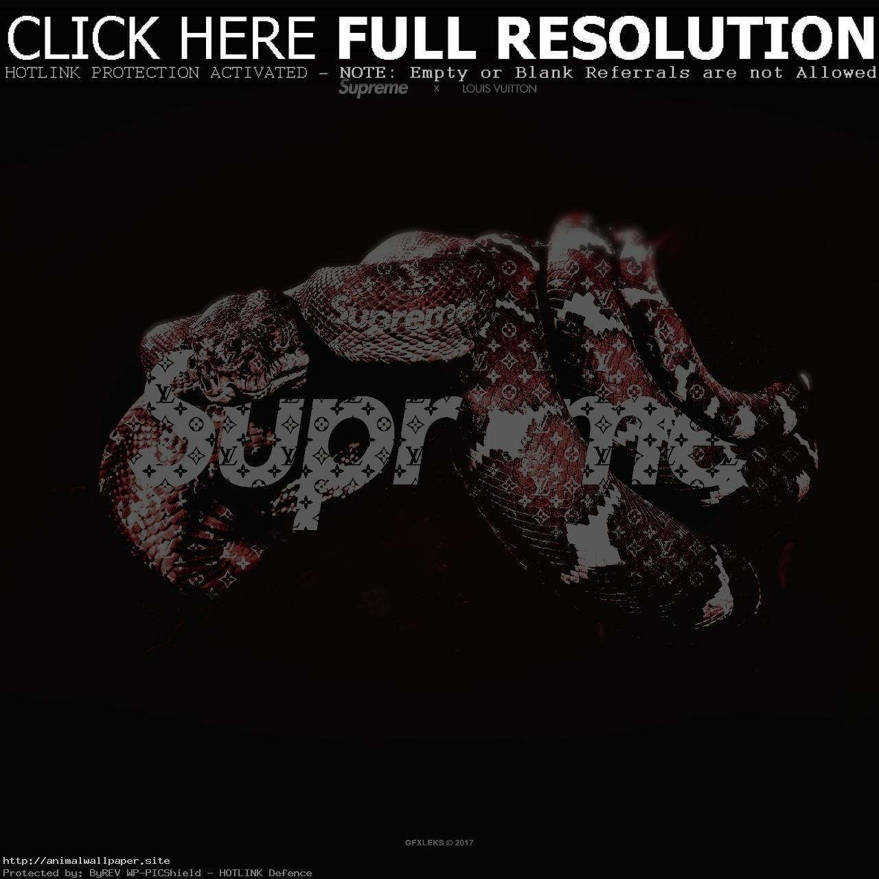 1280x1280 Gucci Wallpapers