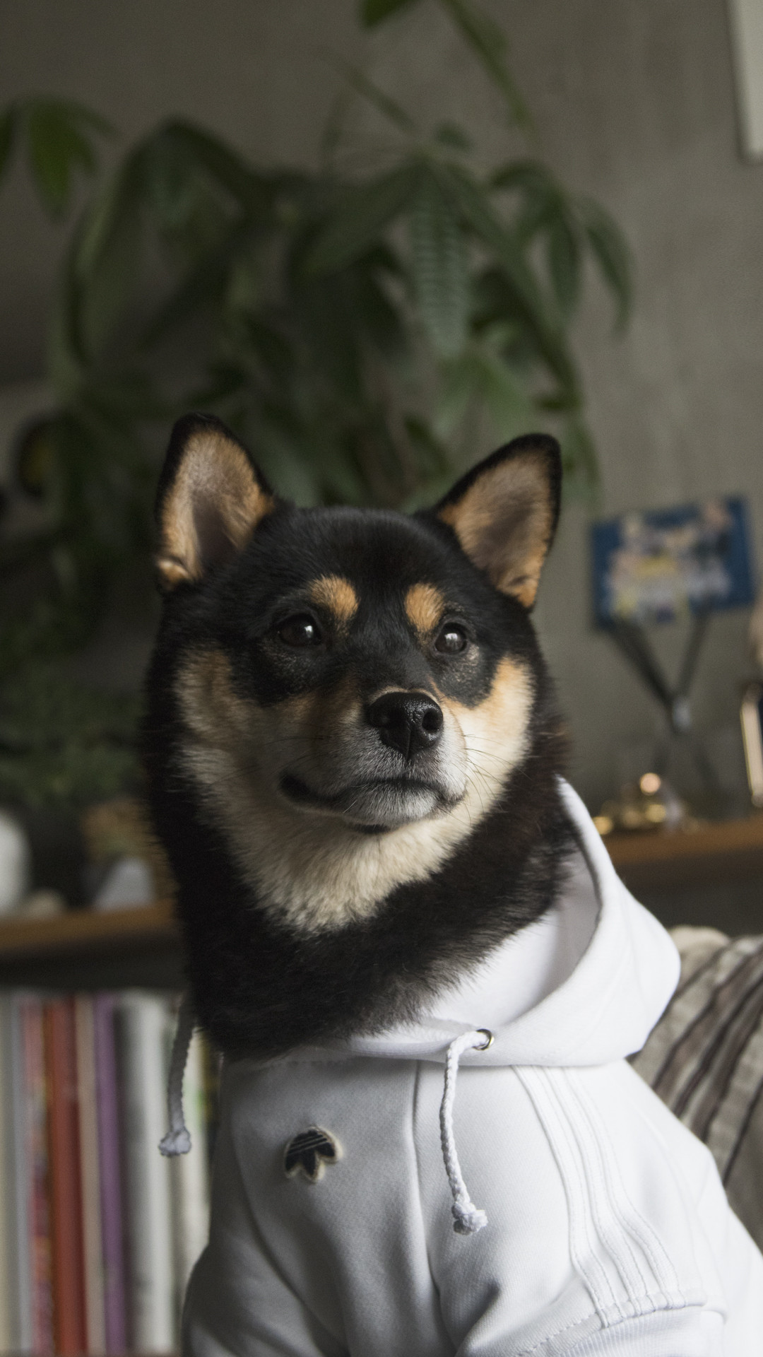 1080x1920 Wallpapers - DACHI HYPE