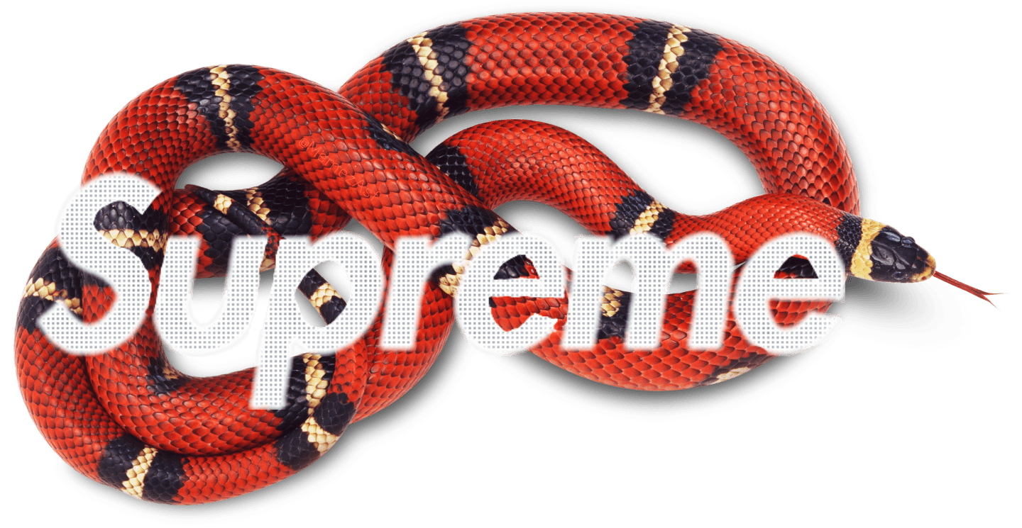 1440x745 Gucci Snake Png Gallery - Supreme X Gucci Png (#98012) - HD