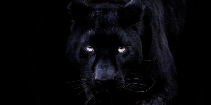 1242x2208 iPhone6papers.com | iPhone 6 wallpaper | bd93-animal-dark-black