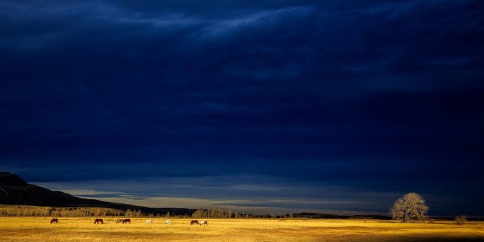 1280x800 Yellow Field Horses Blue Sky wallpapers | Yellow Field Horses Blue