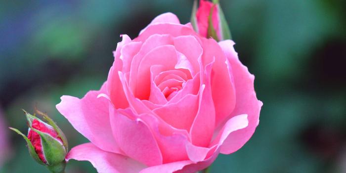 2560x1600 Rose Flower Wallpapers HD