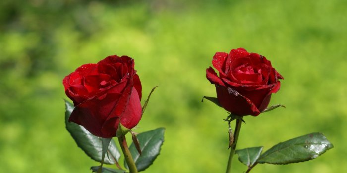 1920x1080 Rose Flower Wallpapers Hd Wallpaper - Rose Image Hd Download (#87903