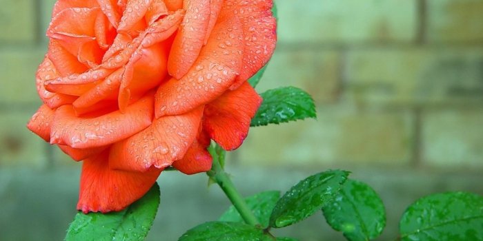 1600x1200 Beautiful Orange Rose Flower HD Wallpapers | HD Wallpapers