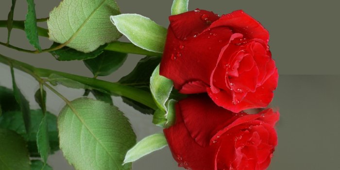 2557x1641 hd-wallpapers-nature-flowers-rose-1 - Image Cluster | цветы