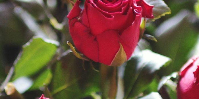 1242x2208 Rose Flower Gift Red Nature Android wallpaper - Android HD wallpapers