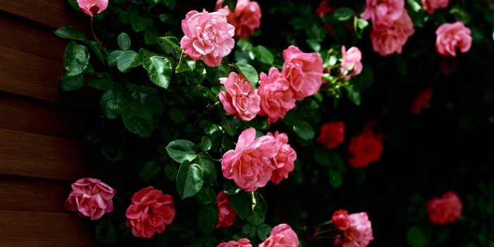 1920x1080 Rose Flower Wallpapers HD