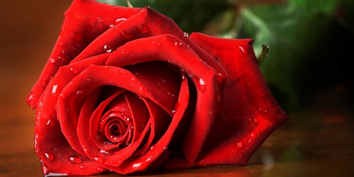 2560x1600 2013 Rose HD Wallpapers | Background Images