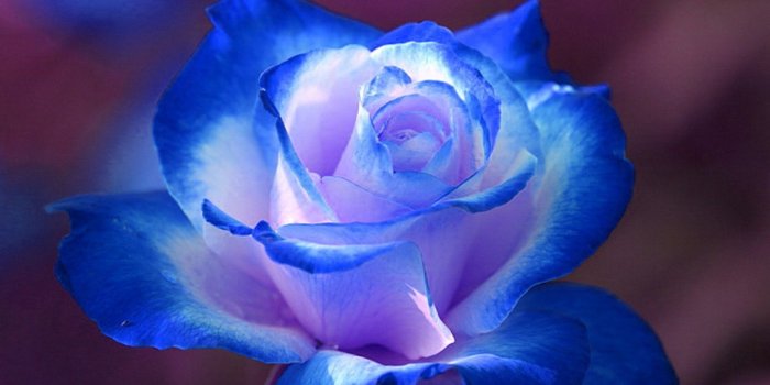 1920x1080 Blue Rose Wallpaper HD