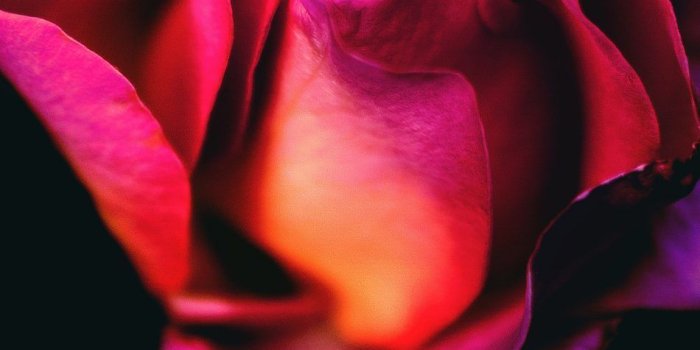 950x1689 Download Rose Flower Dark Background Free Pure 4K Ultra HD Mobile