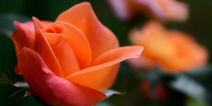 3840x2160 Wallpaper Orange Rose, Rose flowers, HD, 4K, Flowers, #1718
