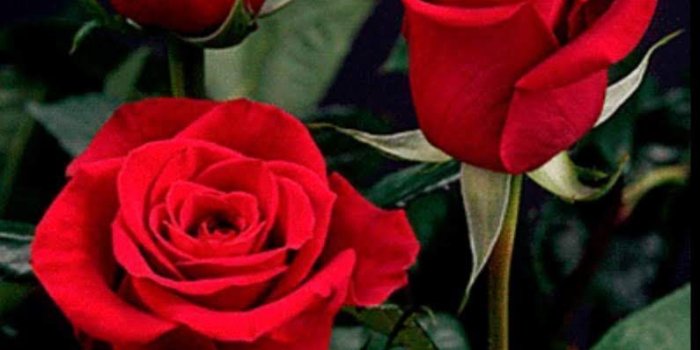 795x1310 Rose - Flower Images Rose Download (#846713) - HD Wallpaper Download