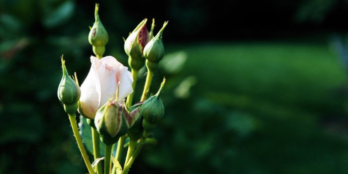 1920x1200 Rose flower HD Wallpaper