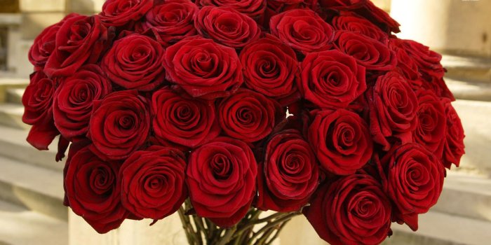 1920x1080 Rose Flower Hd Wallpapers > Flip Wallpapers > Download Free Wallpaper HD