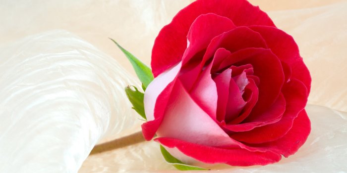 2560x1600 Rose Flowers Hd Wallpaper - Wallperio.com