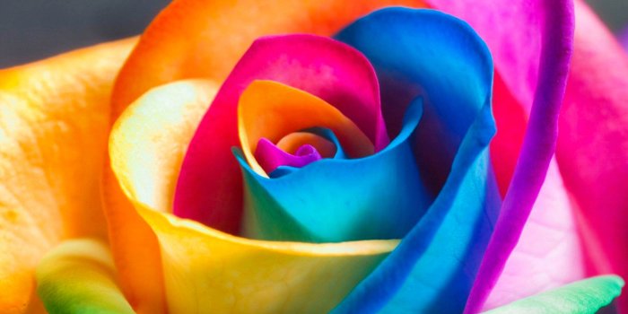 2960x1850 2118 Rose HD Wallpapers | Background Images