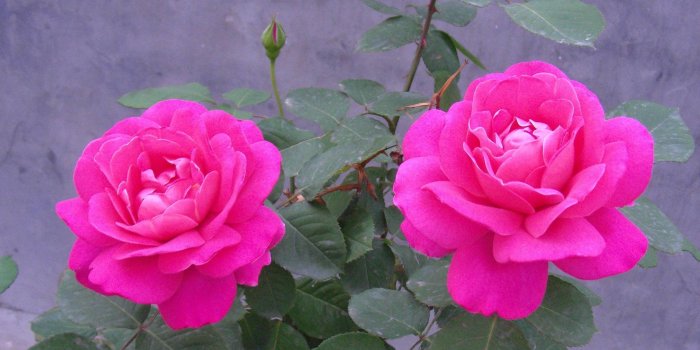 2880x1800 Rose HD Wallpapers - Top Free Rose HD Backgrounds - WallpaperAccess