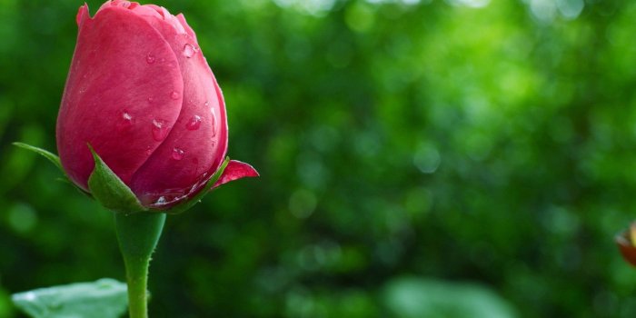 1920x1080 Rose Flower Wallpaper HD ·① WallpaperTag