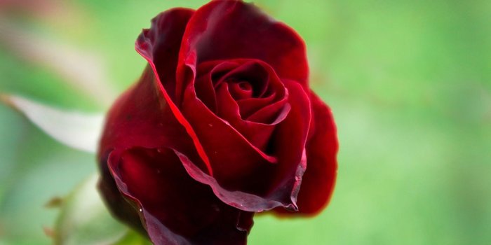 1920x1080 Red Rose Wallpaper Download (38+), Find HD Wallpapers For Free