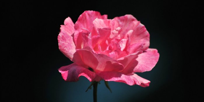 1920x1080 Pink Rose Flower Wallpaper (62+ pictures)