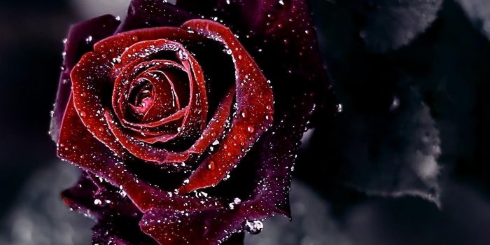 1920x1080 Rose Flower Wallpaper Hd Free Download - (68+ images)