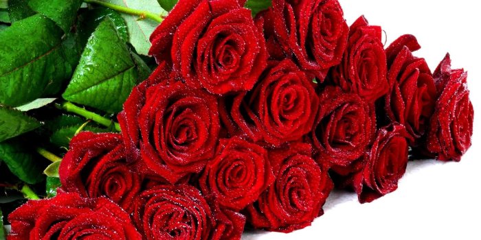 1920x1080 Rose Flower Wallpapers HD (65+ background pictures)