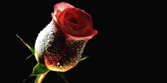 1300x650 Rose Flower Bud Drop Background - Free Stock Photos, Images, HD