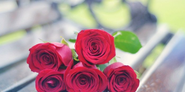 1332x850 Wallpaper flowers, red, background, widescreen, Wallpaper, rose