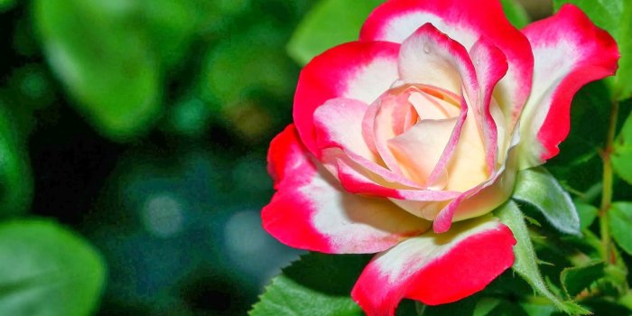 1600x1000 Beautiful Unique Rose Flowers HD Wallpapers