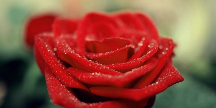 2560x1600 Beautiful Red Rose Flower Hd Wallpapers