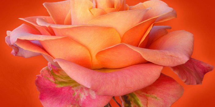 2560x1600 Orange Rose Flowers Hd Wallpaper : Wallpapers13.com