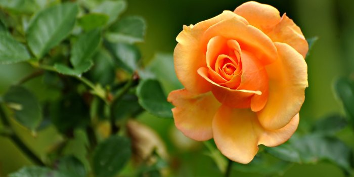 1920x1080 Full hd rose flower wallpapers Gallery