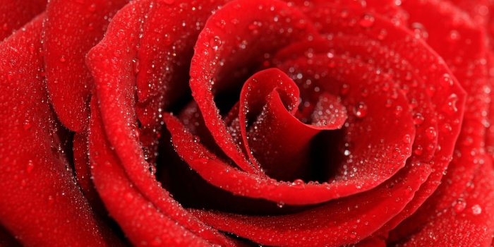 1920x1440 Red Rose Flower HD Wallpaper #1845 - Ongur