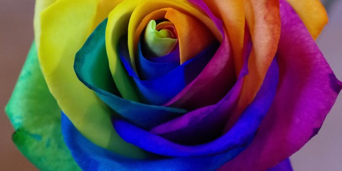3187x3549 Purple, yellow, green, and orange rose flower HD wallpaper