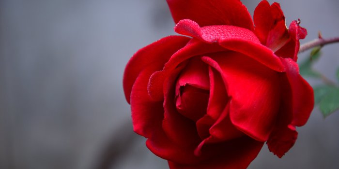 6016x4000 Rose Flower Red Wet Drops Petals Closeup - Free Stock Photos, Images