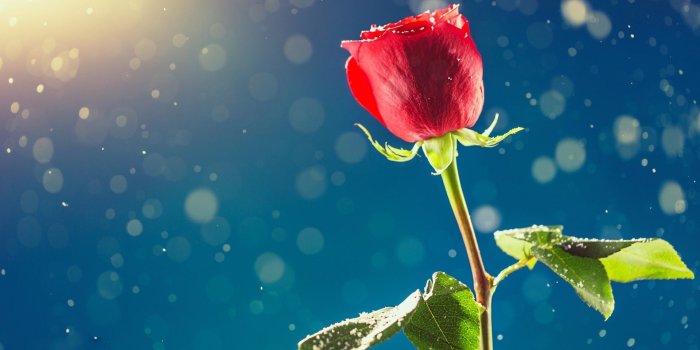 1920x1200 Rose Flower Wallpaper Hd (52+), Find HD Wallpapers For Free