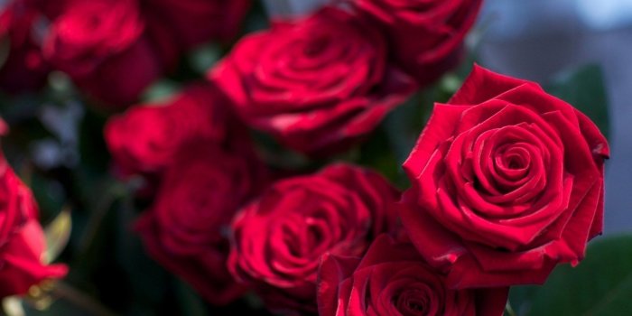 1920x1200 Roses Flowers Hd Wallpapers Free Download - Hd Rose Flower Images