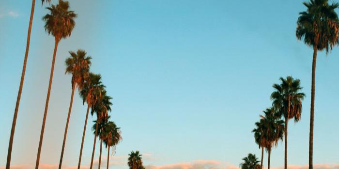 1152x793 The Best Blogs in California | camping | Palm trees tumblr, Tree hd