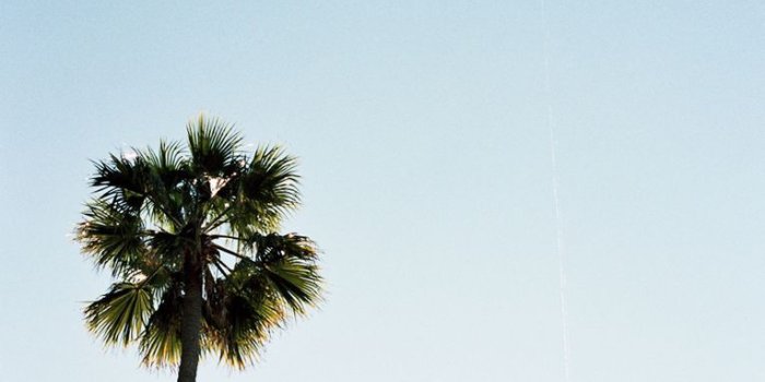 765x1148 palm trees. www.withlovefromkat.com | Art | Palm tree iphone