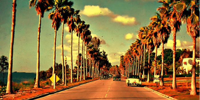 1127x774 Free download Related Pictures Palm Trees California Dreamin