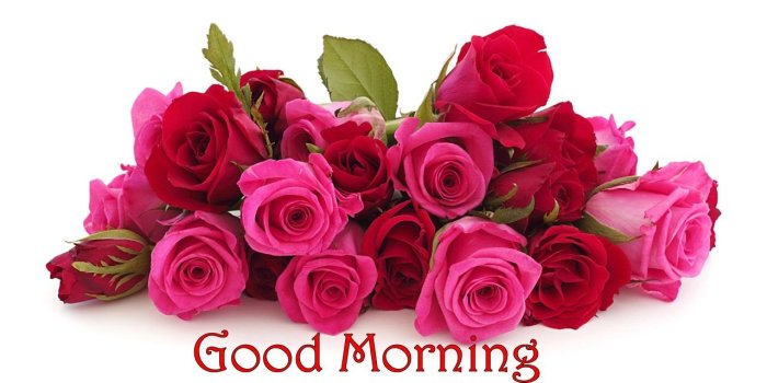 1280x767 Good Morning Rose Wallpapers