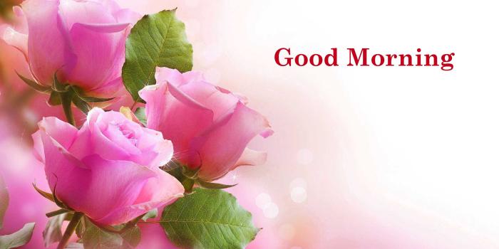 2880x1800 Good Morning Rose Wallpapers