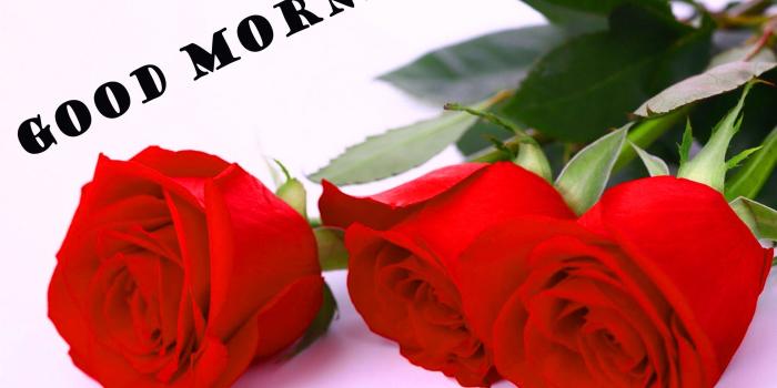 2156x1578 472+ Good morning red rose images Wallpaper Pics for girlfriend & Wife