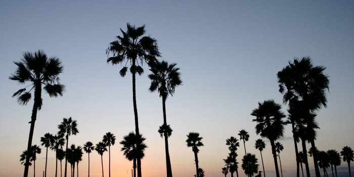 1920x1200 Palm Trees Wallpapers #15U74MZ | WallpapersExpert.com