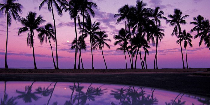 1920x1080 Palm Trees Wallpapers