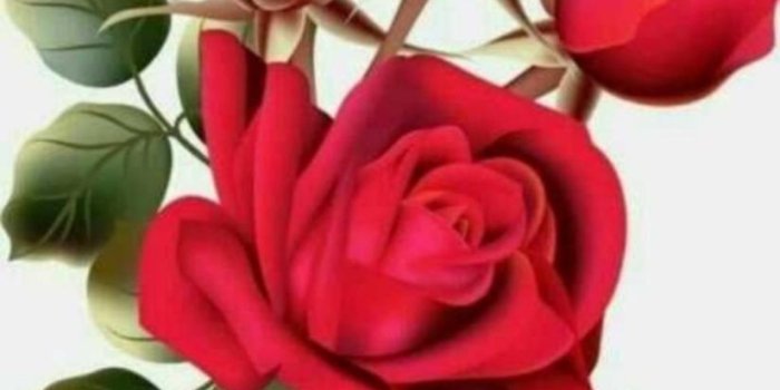 824x1024 HD Exclusive Good Morning Rose Hd Images Download - allwhisen