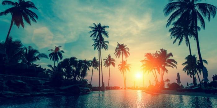 1920x1080 60+ Palm Tree Wallpapers on WallpaperPlay