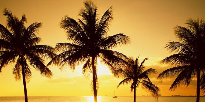 1600x1200 Free Palm Tree wallpaper | 1600x1200 | #15453